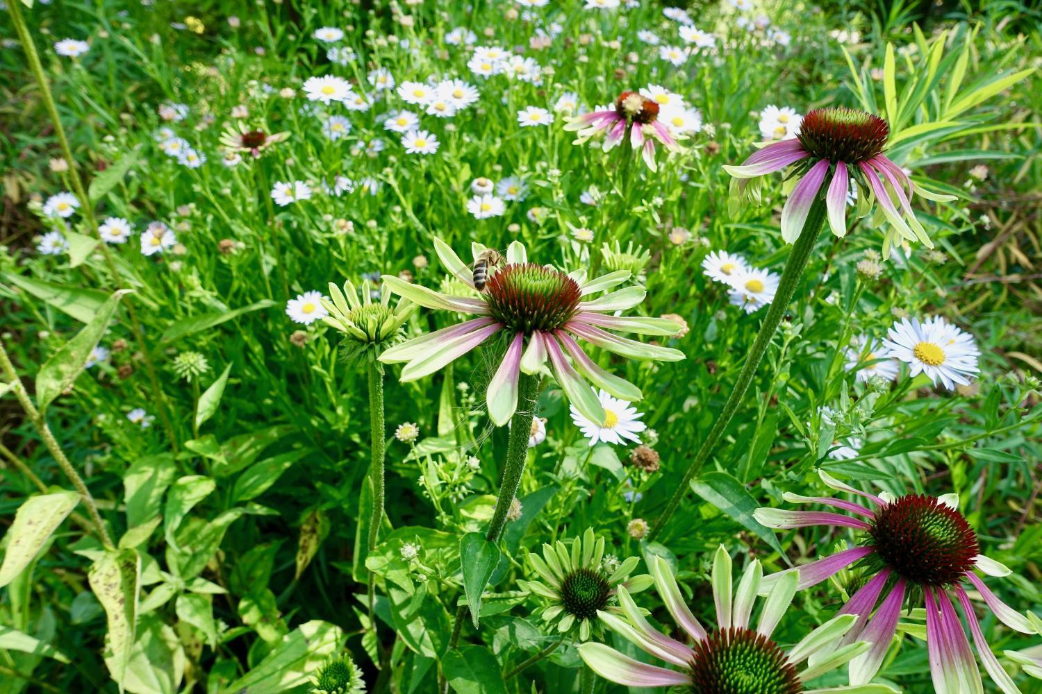 Artikel zu Biodiversität Artikel zu Biodiversität