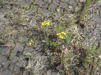 Vegetationsmanagement auf Wegen, Plätzen und Gleisen - Was gibt es Neues?