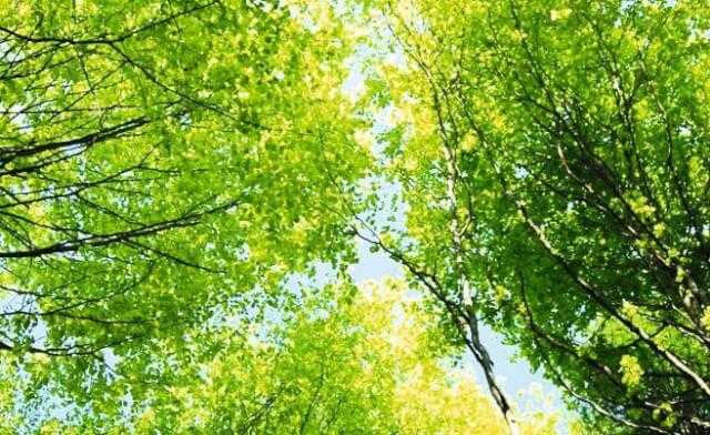 Bis 2030 sollen bis zu 50% des ÖPNV elektrisch sein. 