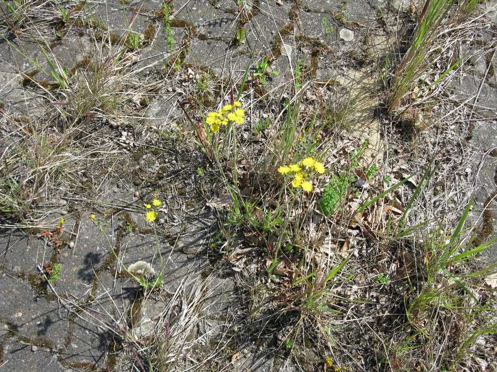 Veranstaltungstipp - Fachtagung - Vegetationsmanagement auf Wegen, Plätzen und Gleisen
